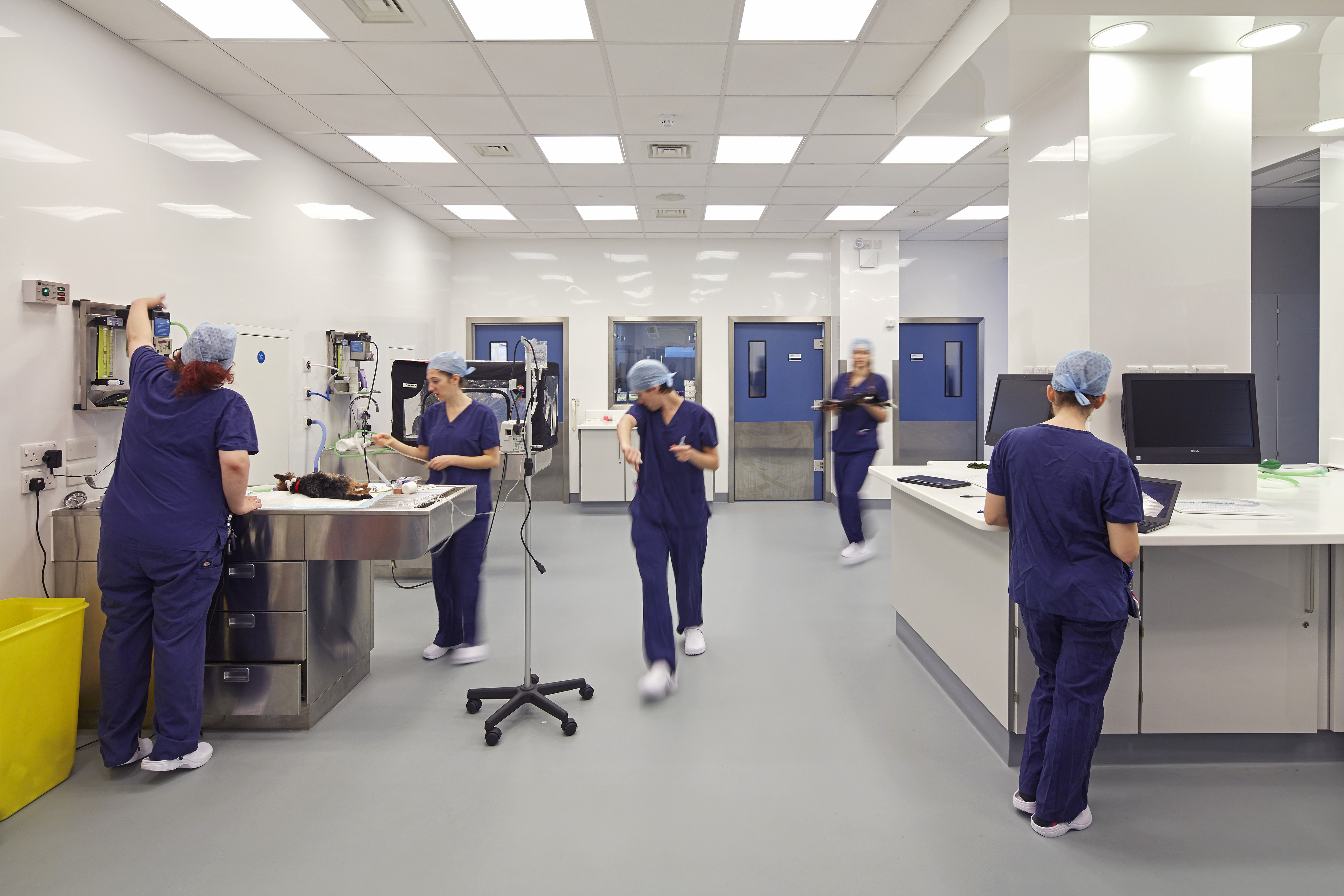 Veterinary Hospital Bowerbird